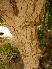 Excoecaria agallocha