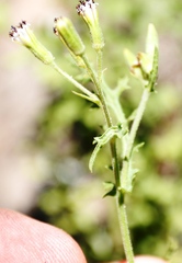 Senecio subrubriflorus