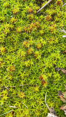Syntrichia ruralis