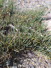 Ephedra chilensis
