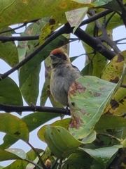 Stilpnia vitriolina