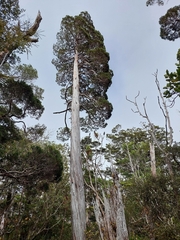 Libocedrus bidwillii