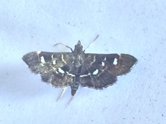 Diathrausta harlequinalis