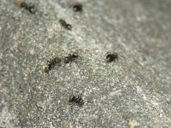 Dolichoderus bispinosus