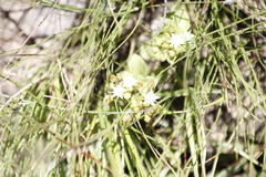 Crassula pellucida