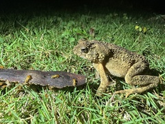 Ingerophrynus philippinicus