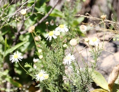 Felicia erigeroides