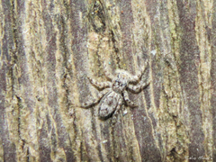 Platycryptus magnus