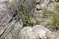 Felicia erigeroides