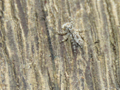 Platycryptus magnus
