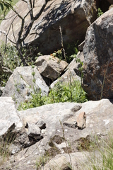 Chlorophytum krookianum