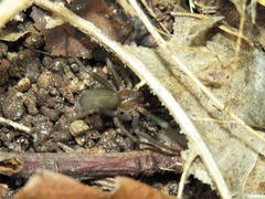 Loxosceles amazonica