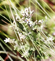 Chaenostoma floribundum