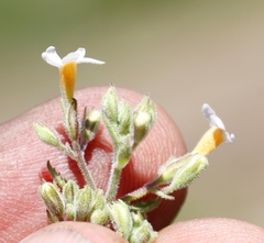 Chaenostoma floribundum