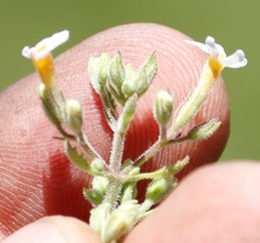 Chaenostoma floribundum
