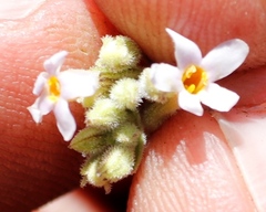 Chaenostoma floribundum