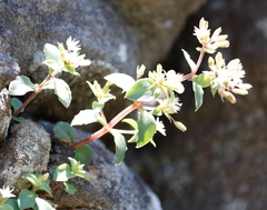 Crassula pellucida