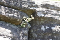 Crassula pellucida