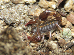 Bothriurus asper