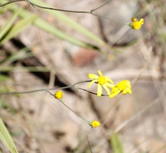 Senecio glaberrimus