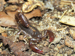 Bothriurus asper
