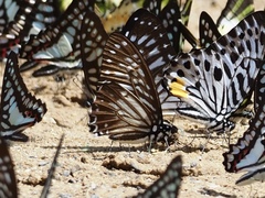 Graphium macareus