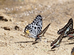 Graphium delessertii