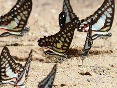 Graphium arycles
