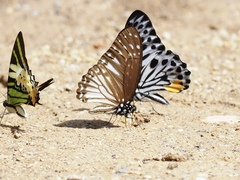 Graphium ramaceus