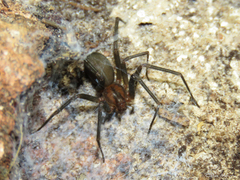 Loxosceles amazonica