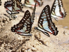 Graphium eurypylus