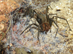 Loxosceles amazonica