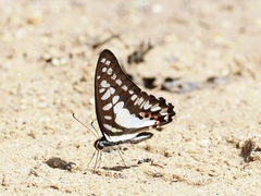 Graphium evemon