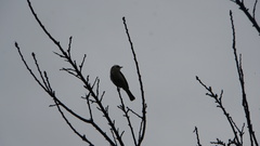 Pycnonotus sinensis formosae