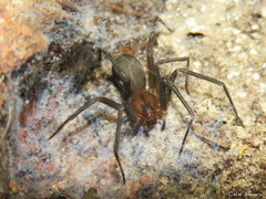 Loxosceles amazonica