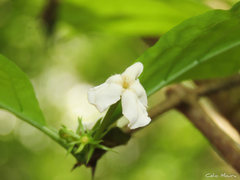 Cordiera myrciifolia
