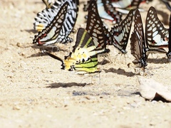 Graphium antiphates