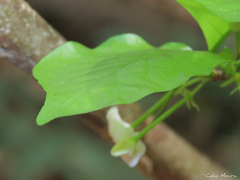 Cordiera myrciifolia
