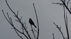 Pycnonotus sinensis formosae