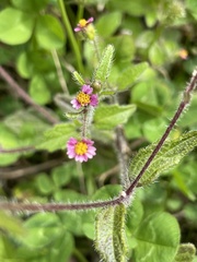 Millerieae
