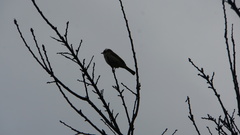 Pycnonotus sinensis formosae