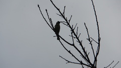 Pycnonotus sinensis formosae