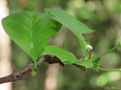Cordiera myrciifolia
