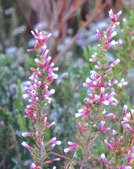 Erica perspicua