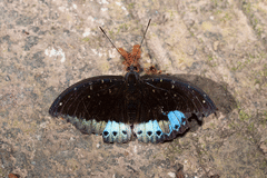 Lexias dirtea