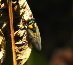 Huechys fusca