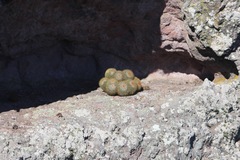 Mammillaria rhodantha