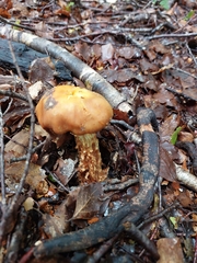 Cortinarius epiphaeus