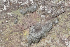 Tillandsia erubescens