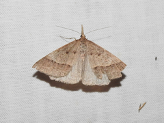 Epidesmia tryxaria